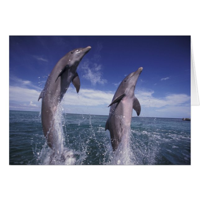 Karibik, Bottlenose Delphine Tursiops (Vorderseite (Horizontal))