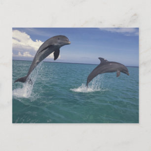 Karibik, Bottlenose Delphine Tursiops 13 Postkarte