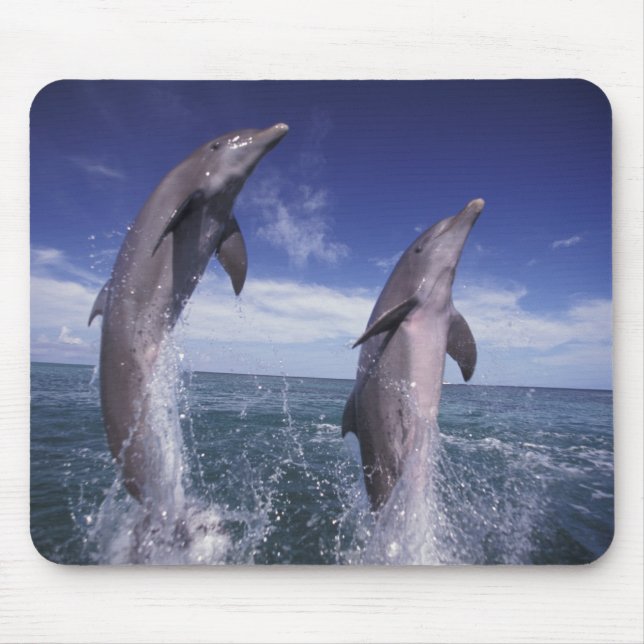 Karibik, Bottlenose Delphine Tursiops Mousepad (Vorne)