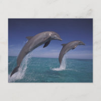 Karibik, Bottlenose Delphine Tursiops