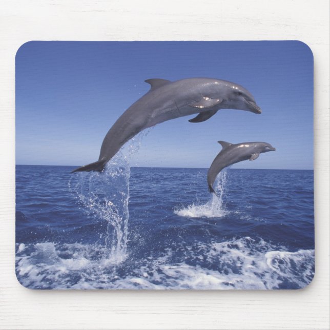 Karibik, Bottlenose Mousepad (Vorne)