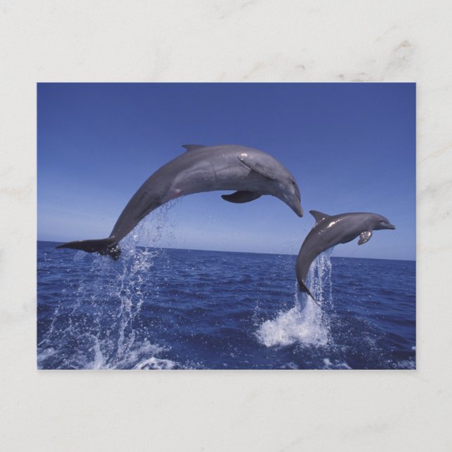 Karibik, Bottlenose Postkarte (Vorderseite)