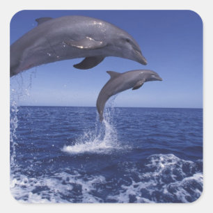 Karibik, Bottlenose Quadratischer Aufkleber
