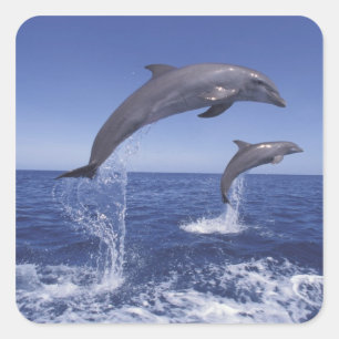 Karibik, Bottlenose Quadratischer Aufkleber