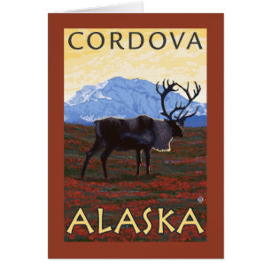 Karibik - Cordova, Alaska