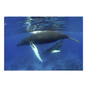 Karibik, Greater Antilles Archipel, Fotodruck
