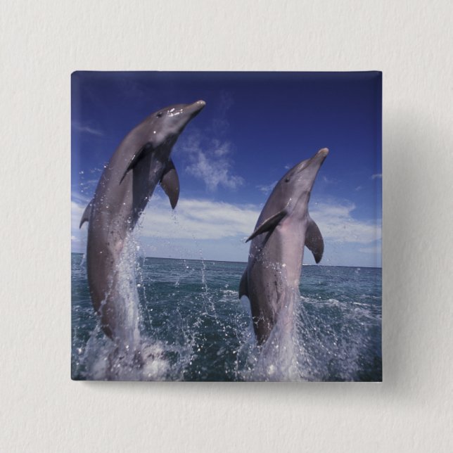 Karibik, Großer Tümmler Tursiops Button (Vorderseite)