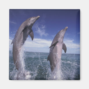 Karibik, Großer Tümmler Tursiops Magnet