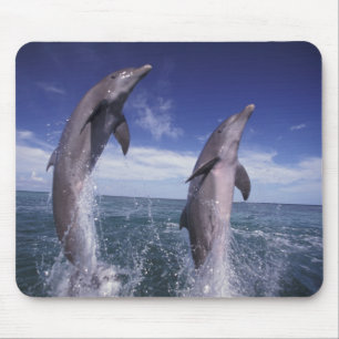 Karibik, Großer Tümmler Tursiops Mousepad