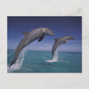 Karibik, Großer Tümmler Tursiops Postkarte