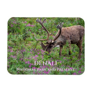 Karibik in Wildblumen, Nationalpark Denali, AK Magnet