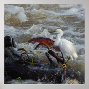 KARIBIK-VOGEL-PLAKAT POSTER