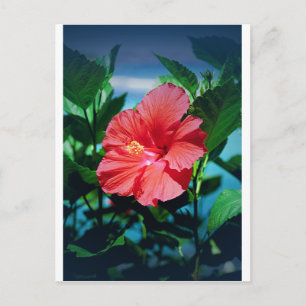 Karibische Blume Postkarte
