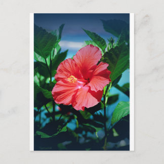 Karibische Blume Postkarte