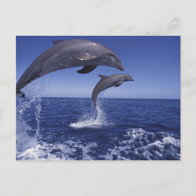 Karibische Meere, Bottlenosedelphine Tursiops 12 Postkarte (Vorderseite)