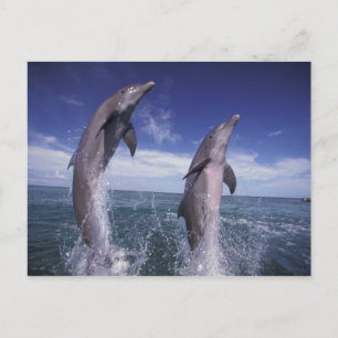 Karibische Meere, Bottlenosedelphine Tursiops Postkarte