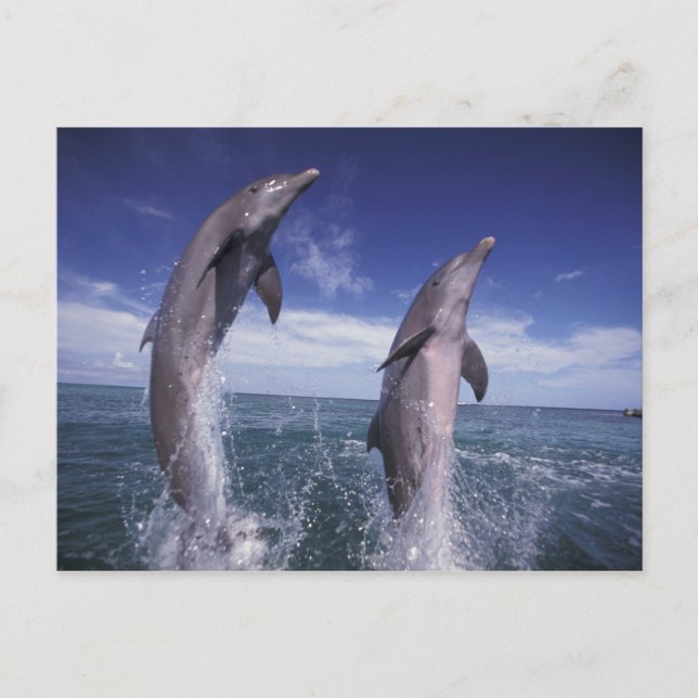 Karibische Meere, Bottlenosedelphine Tursiops Postkarte (Vorderseite)