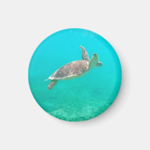 Karibische Schildkröte Magnet