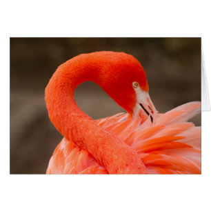 Karibischer Flamingo