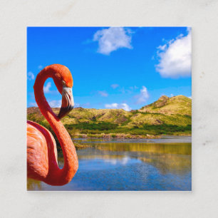 Karibischer Flamingo in St. Kitts Begleitkarte