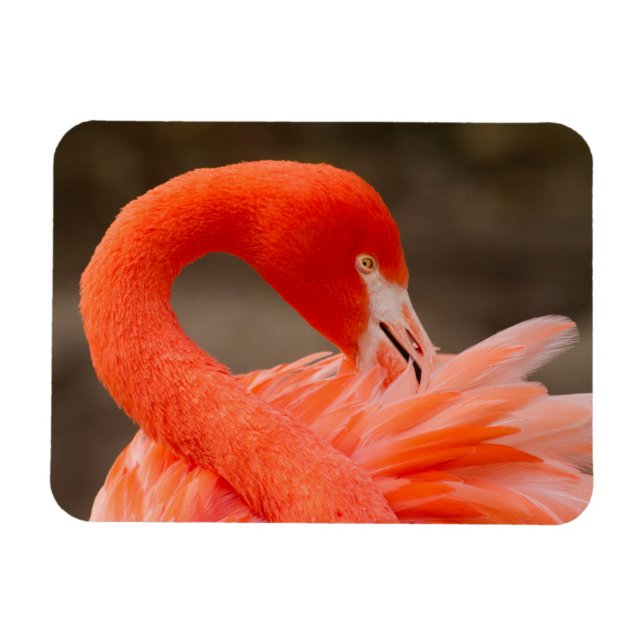 karibischer Flamingo Magnet (Horizontal)