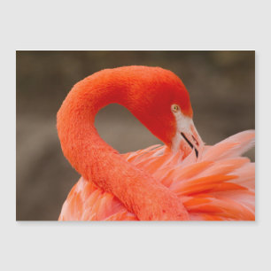 Karibischer Flamingo Magnetkarte