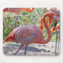 Karibischer Flamingo