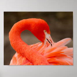 karibischer Flamingo Poster
