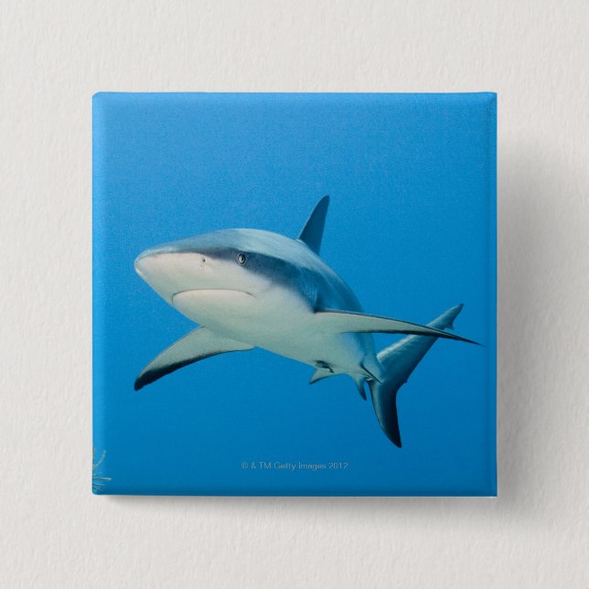 Karibischer Riffhai (Carcharhinus perezi) Button (Vorderseite)
