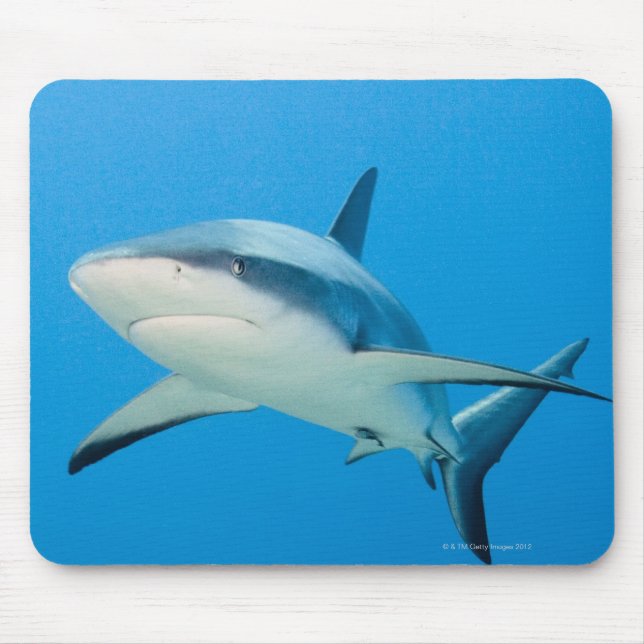 Karibischer Riffhai (Carcharhinus perezi) Mousepad (Vorne)