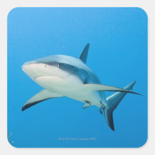 Karibischer Riffhai (Carcharhinus perezi) Quadratischer Aufkleber