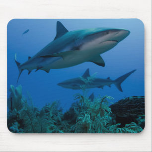 Karibischer Riffhai Jardines de la Reina Mousepad