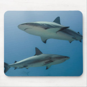 Karibischer Riffhai Mousepad