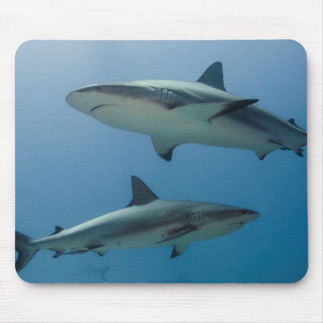 Karibischer Riffhai Mousepad (Vorne)