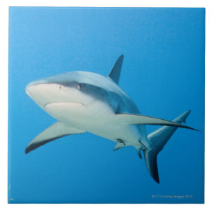 Karibischer Rifhaifisch (Carcharhinus perezi) Fliese