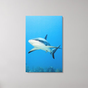 Karibischer Rifhaifisch (Carcharhinus perezi) Leinwanddruck