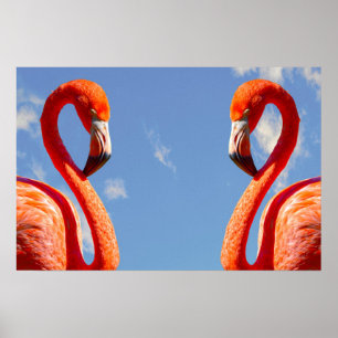 Karibisches Flamingo-Paar Poster