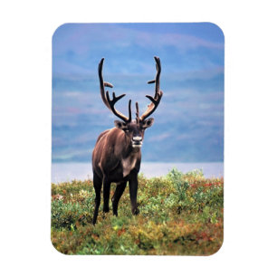 Karibu oder Rentier Denali-Nationalpark, Alaska Magnet