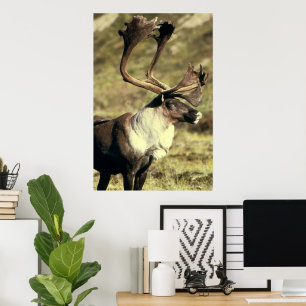 Karibu-/Ren-Tier-Liebhaber Poster