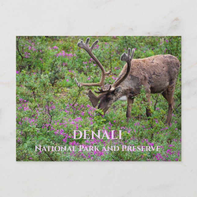 Kariou Bull Grazing, Denali National Park, AK Postkarte (Vorderseite)