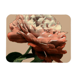 Karminrote Rote Rose mit weißen Akzenten Magnet