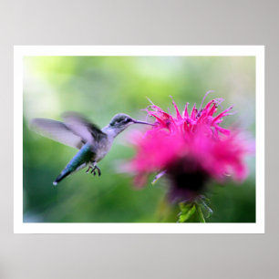 "Karminroter" Kolibri-Fotografie-Druck Poster