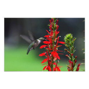Karminroter Throated Kolibri Fotodruck
