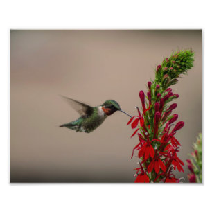 KARMINROTER THROATED KOLIBRI FOTODRUCK