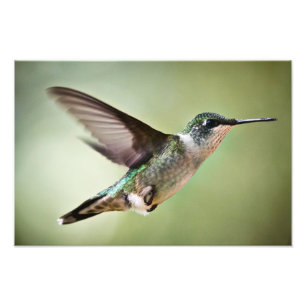 Karminroter throated Kolibri im Flug: Fotodruck