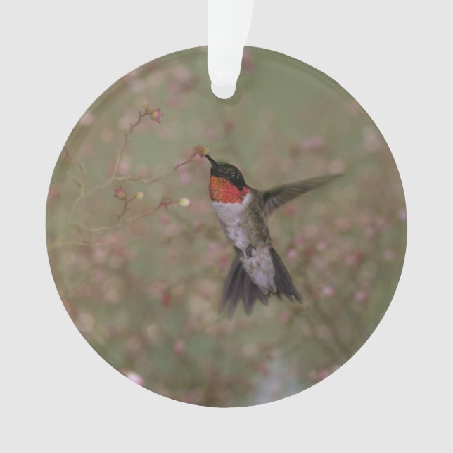 karminroter throated Kolibri Ornament (Vorderseite)