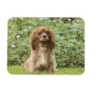 Karminroter unbekümmerter Königcharles Spaniel i Magnet