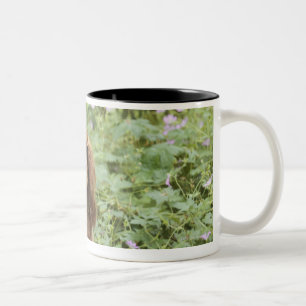 Karminroter unbekümmerter Königcharles Spaniel i Zweifarbige Tasse