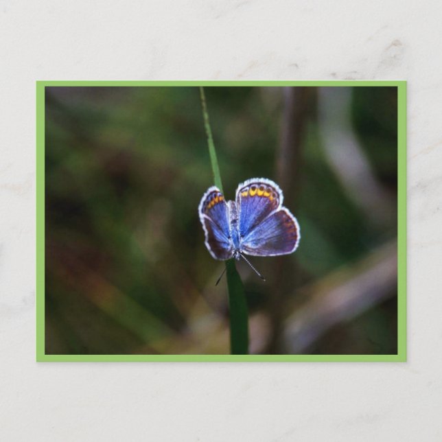 Karner Blue Butterfly Postkarte (Vorderseite)