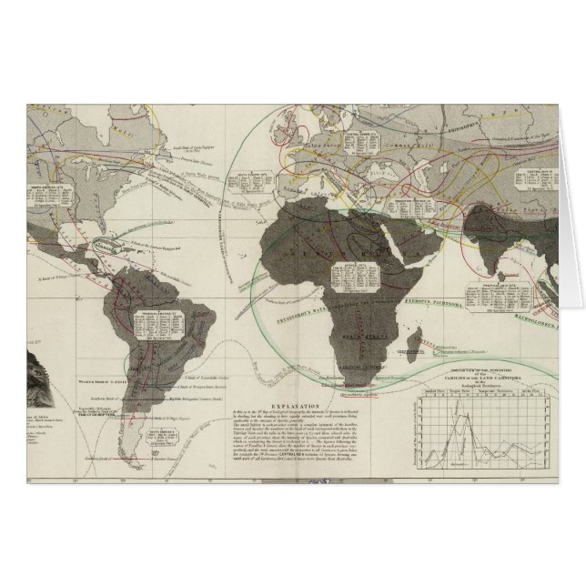 Karnivora (Vorderseite (Horizontal))